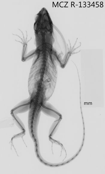 Media type: image;   Herpetology R-133458 Aspect: dorsoventral x-ray